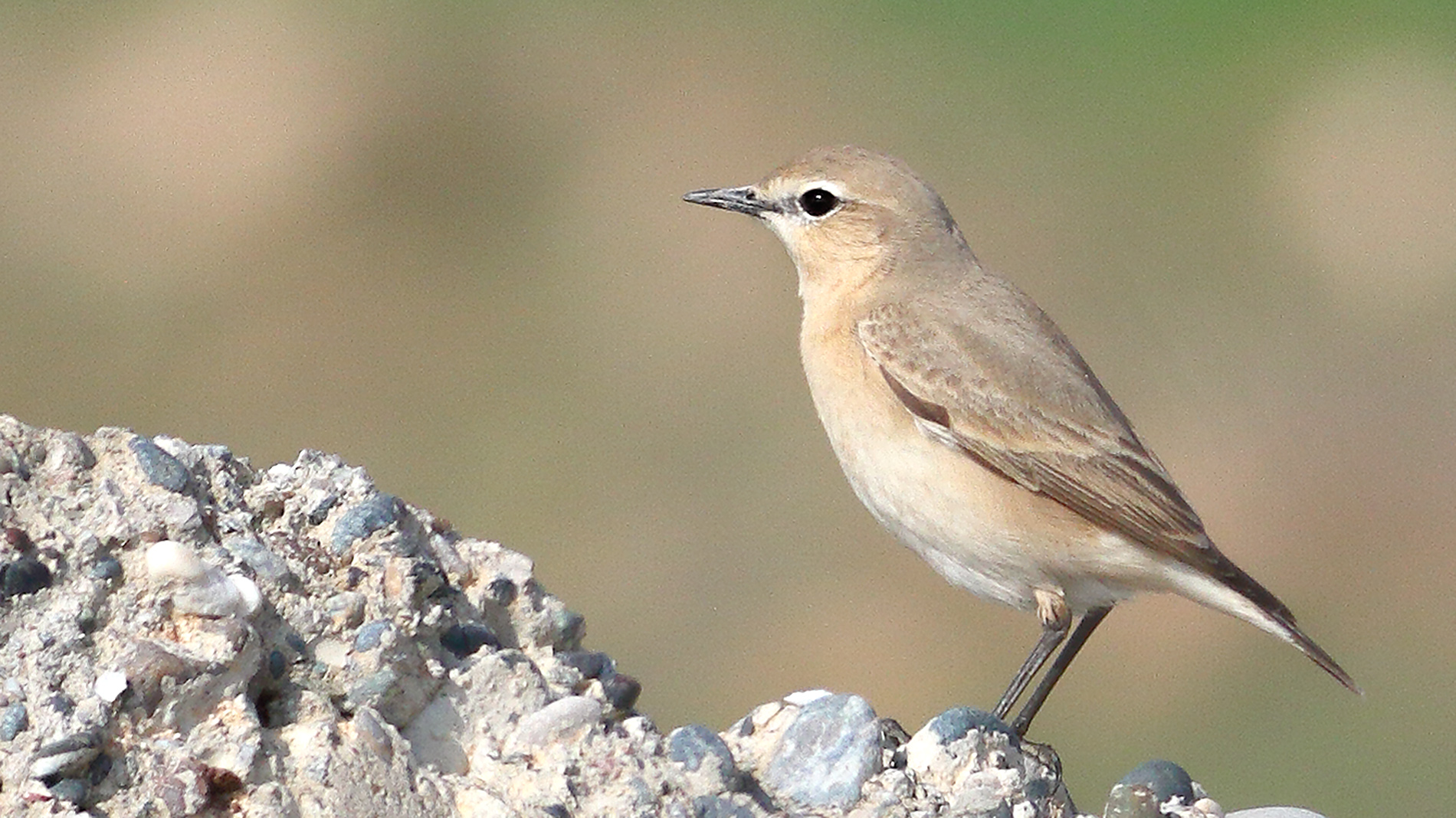 Eleonora's Falcon